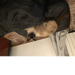 Gatti bellissimi