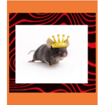 New Mice United