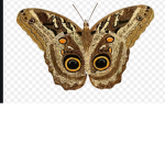 Moths :3