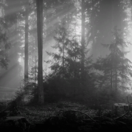 Dark grunge dead forest