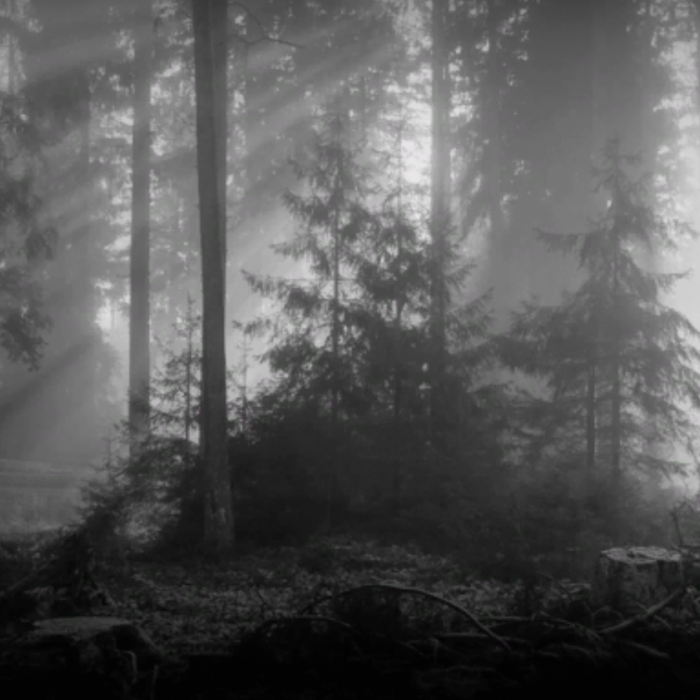 Dark grunge dead forest