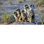 The meerkats club
