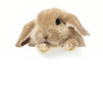 xBunny group