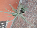 plantas profesionales