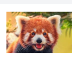 Red pandas UNITED!!!