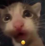 kltty cat$