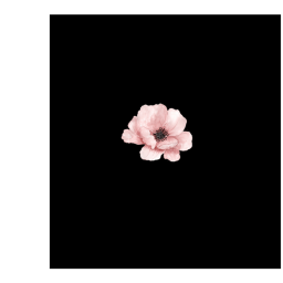 Oleandors Flower Shop