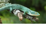 Lilo thd lizard