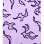 12K Bharbies
