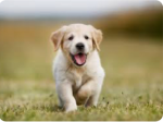 Puppy dog inc.