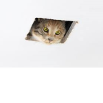 rats go AHHHHHHH