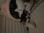 meowys<3