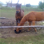 stone creek stables