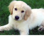 Puppy love forever