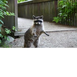 Raccoon Association
