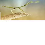 Stick bug fans