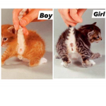 Aidenhayyan121212 cat