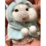 #cute and adorable hamster group
