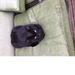 Kauwii cat