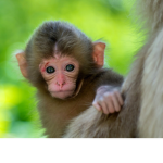 Monkeys Forever and Ever