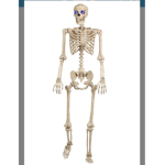 Spy bones.