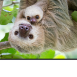 Sloth love655385