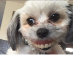 Alexa_hello