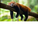 panda dawg