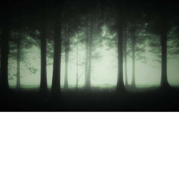 Empty woods....