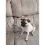 PUGMAN STUDIOS