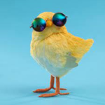 The Chickens of The Jungle