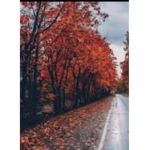 Paige loves fall