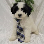 Shih tzu and Doodles United
