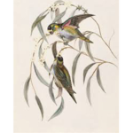 bird people group