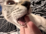 Çøttãgé čõrę
