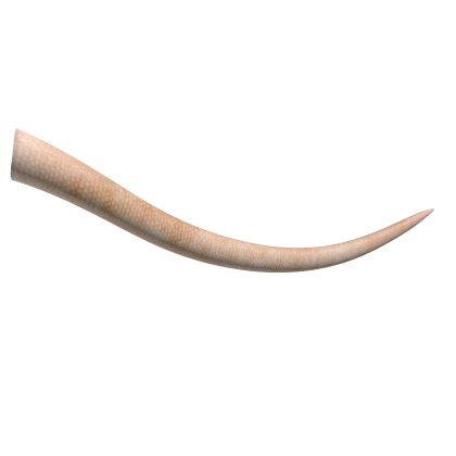 Lab Rat tail thumbnail