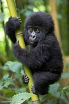 Die Gorillas