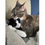 Cat family (willow and Zoey)
