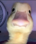 Wer will robux der is hier richtiggg