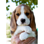 *|Puppy squad|*