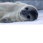 Arctic Seal