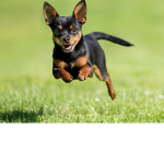 Kawaii _Chihuahua