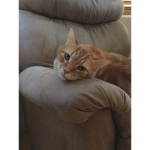 Marz Da Kitty Cat Group