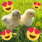 chicks are so cute