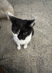 ILOVEkittyssscattsss