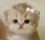 ・ʟᴏᴠᴇ ᴛʜᴀᴛ ᴄᴀᴛ・