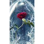 Roses of Hope