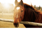 Happy Hooves Riding Academy