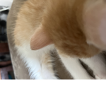 UUnix Fans