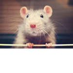 Rat's Kingdom Of Respect